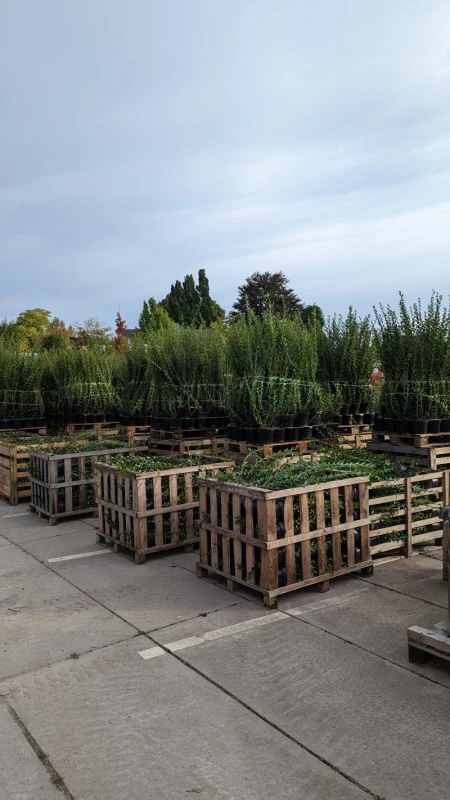 Pflanzkonzepte & Fotoservice